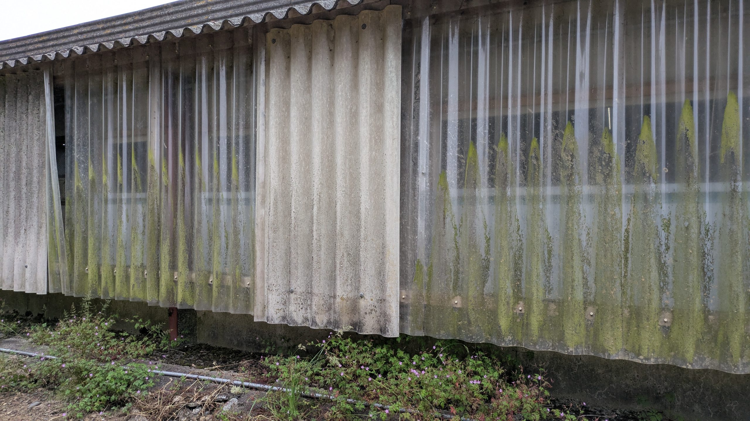 Algues et dépôts verts sur un bardage de bâtiment agricole
