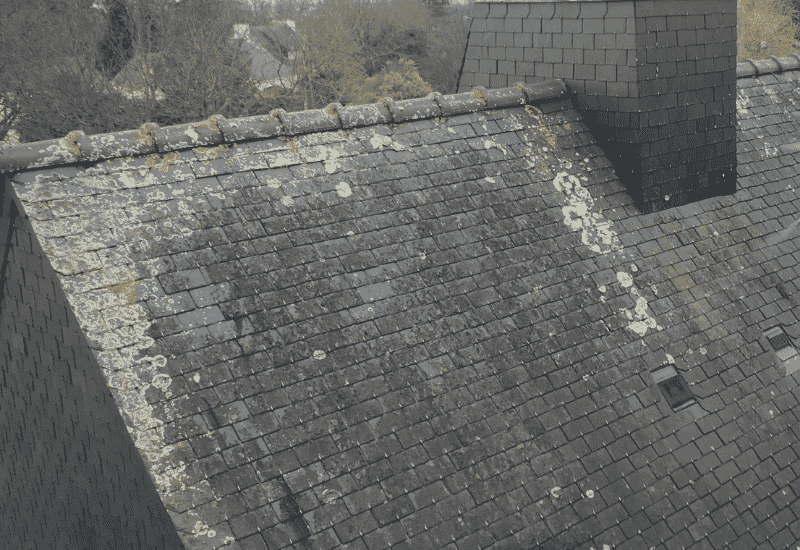Gros plan sur les mousses et lichens présents sur une toiture en ardoise